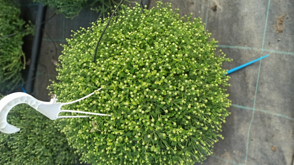 1696698541_CRIZANTEMA 16 AGATATOARE.jpg